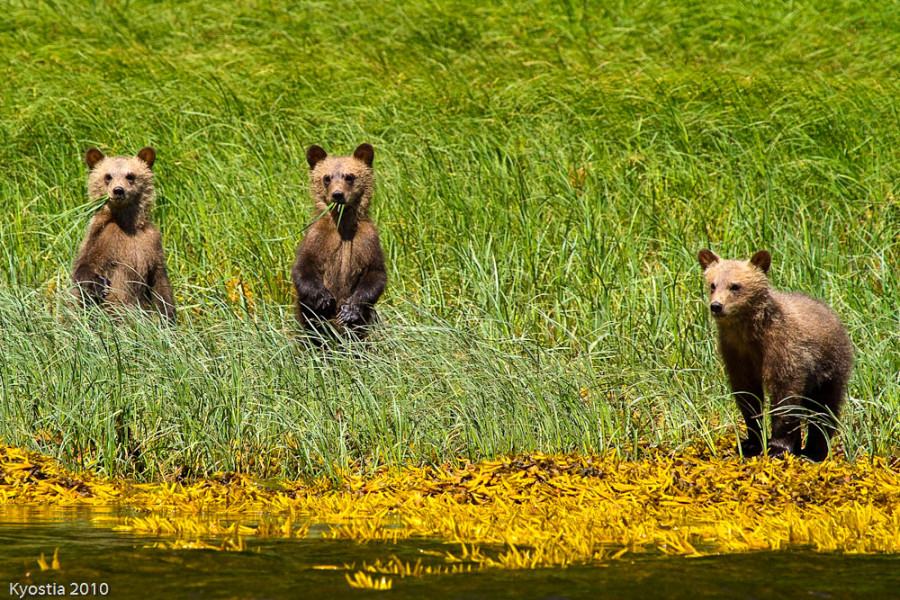 Our Expeditions | Grizzly Bear Tours – Knight Inlet, BC