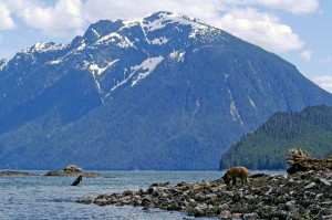 Grizzly Bears emerge from hibernation at Knight Inlet
