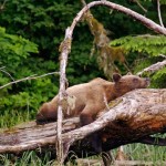Grizzly bear relaxes on a log