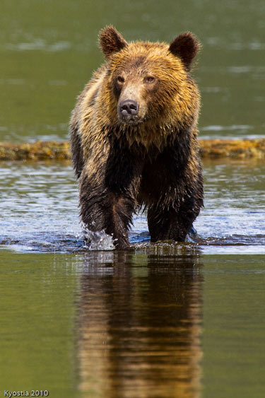 A grizzly bear runs through shallow water in Telegraph Cove