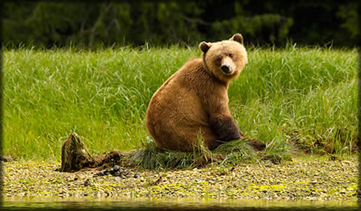 A big grizzly turns its head to look behind