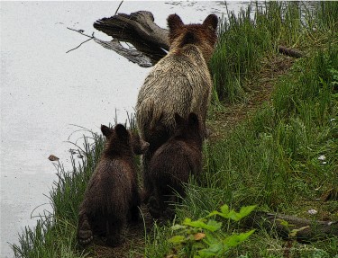 Grizzly Bear with Cubs - Photo by DarylDancerWade.com