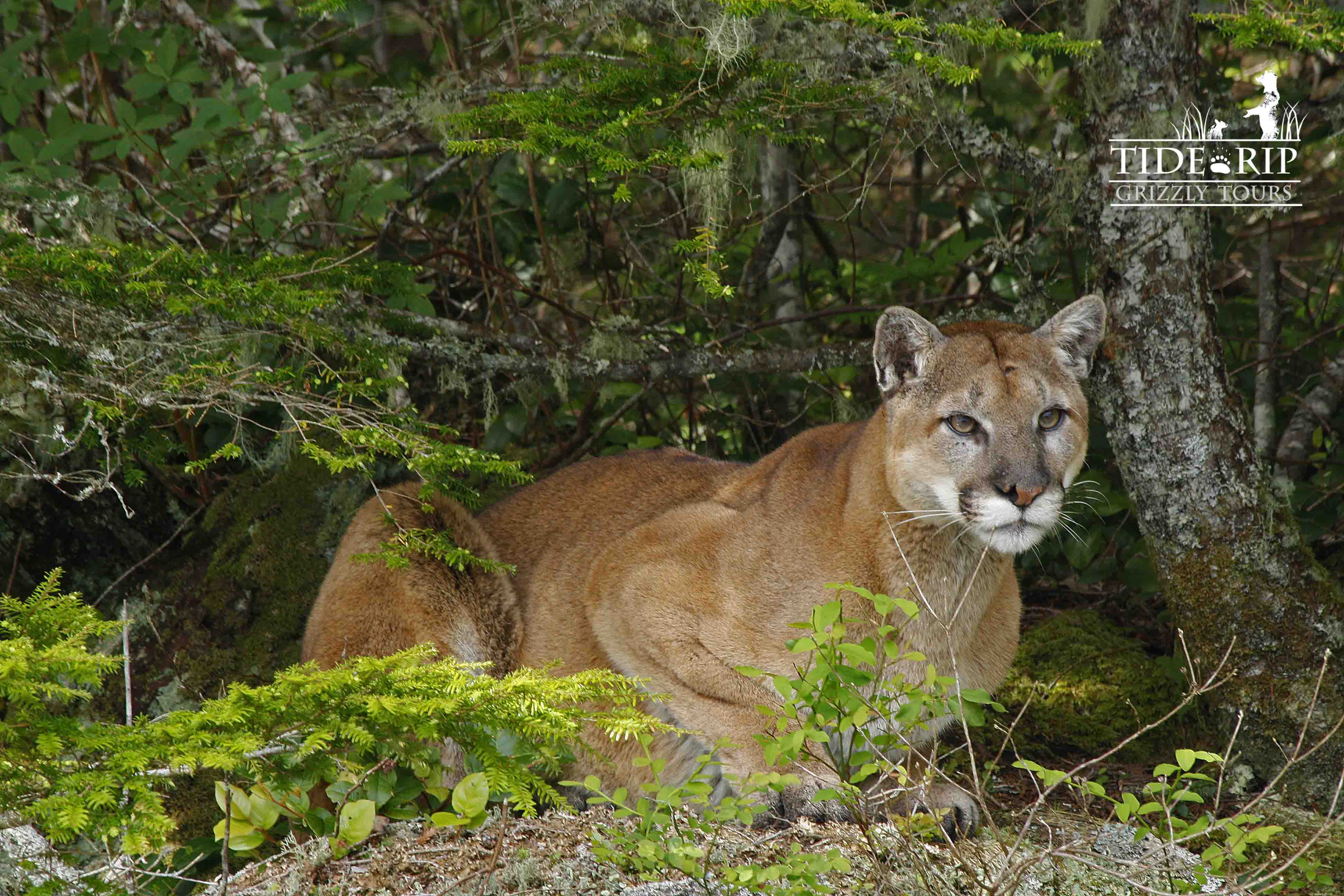 Cougar perched on a bluff near the cove. photo Lindsey