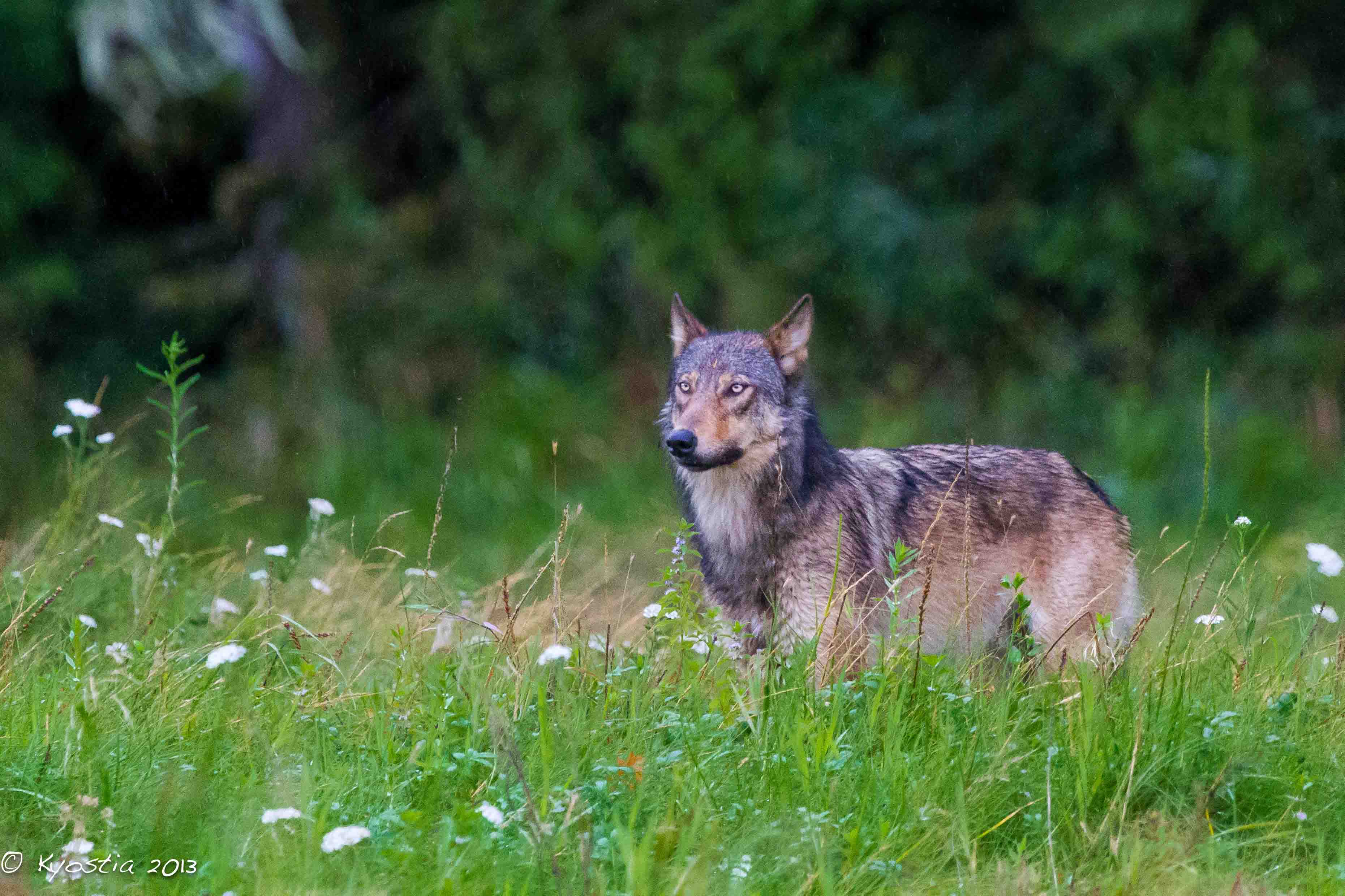 Coastal wolf