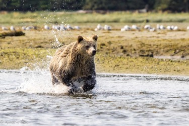 Cedar fishing