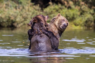 Sparring subadult males