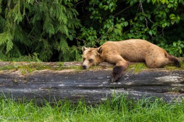 2015 Sitka and Cedar