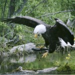 A bald eagle comes down for a landing with a fish in its talons