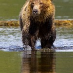 Telegraph cove grizzly bear in the water
