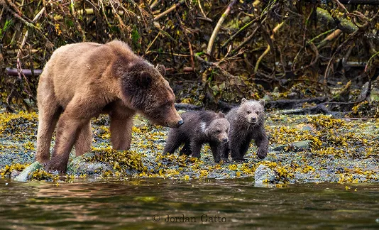 Bear | Tide Rip Grizzly Adventures