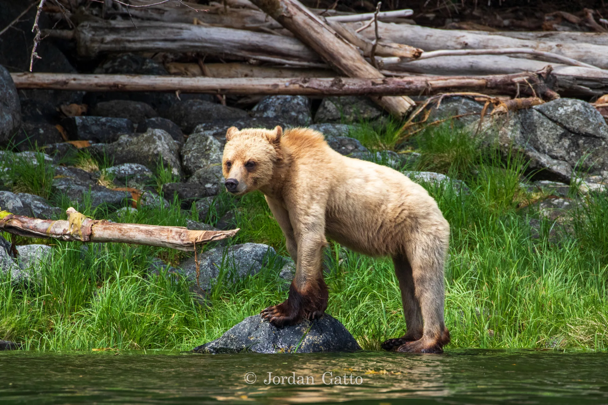 Tide Rip Grizzly Adventures